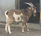 bock = billy goat