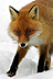 rv = fox