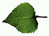 lf = leaf