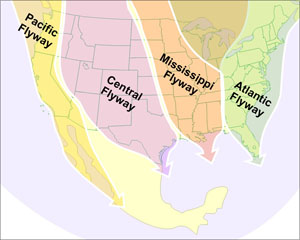 Bird migration routes over the USA