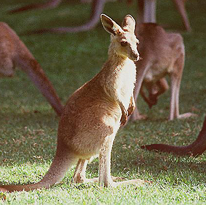 Joey - a young kangaroo