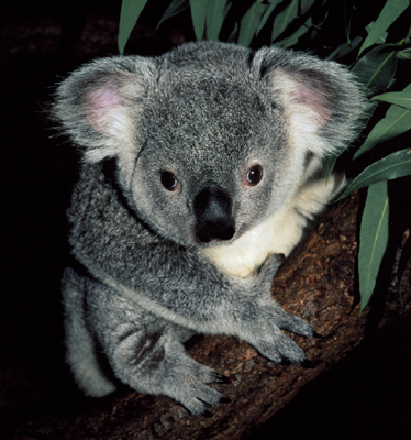 Koala