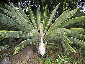 Cycad with two fruits