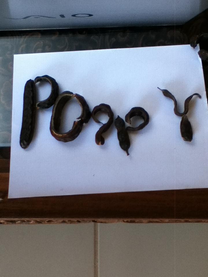 "Poppy" in monkeypods