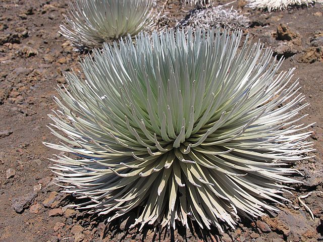 Silversword