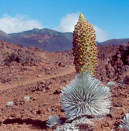 Siversword in bloom