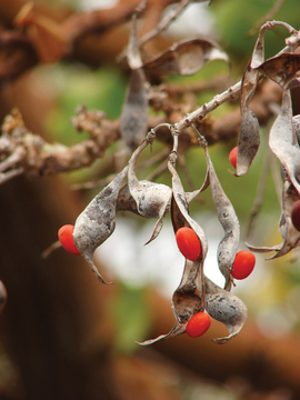 Ancient wiliwili seeds