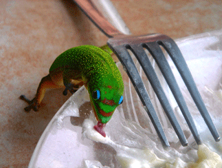 Gecko shares food