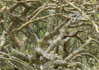 Gnarled wiliwili trunks