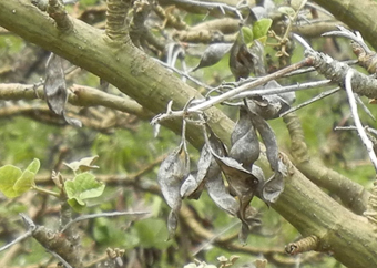 Empty wiliwili seedpods