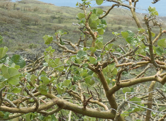 Leaves of the wiliwili