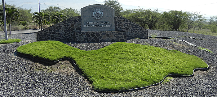 Maui in grass