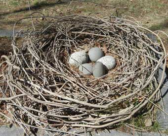 Rock nest