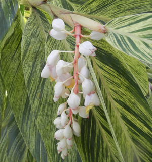 Varigated shell ginger