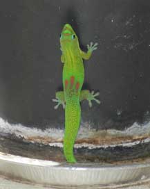 Gecko on plant-2