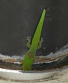 Gecko on plant-3