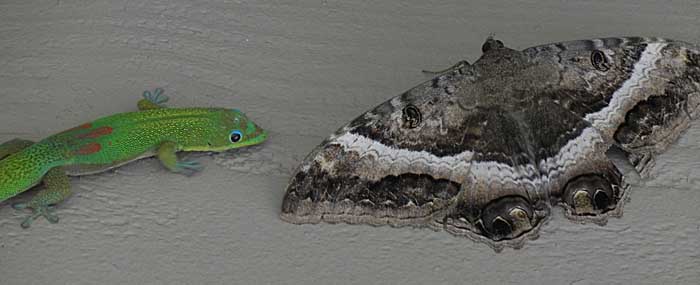 Gecko considers attack