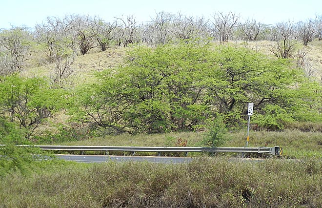 Dry Maui forests