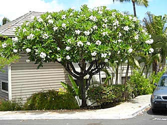 Puamelia tree
