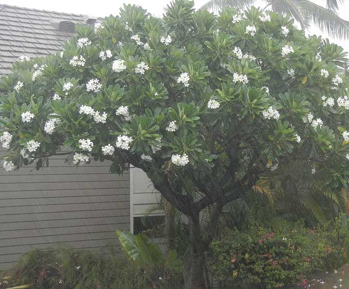 Rain during Hurricane Flossie