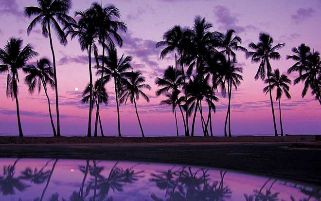 Palms in the Sunset