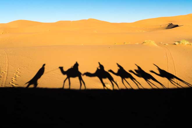 Camels in the Sahara