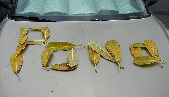 PONO in puamalia leaves.