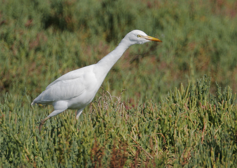 Cattle egret