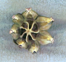 Autograph tree fruit