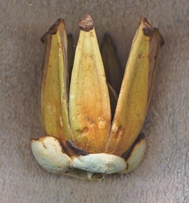 Autograph tree fruit